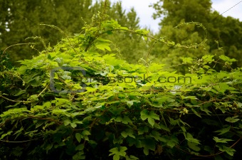 Green ivy