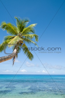Palm tree over water