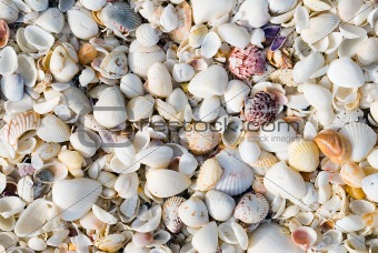 Shells Background