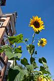 Brilliant sunflowers in summer
