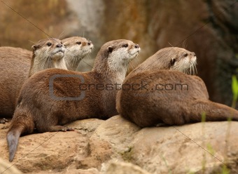 Oriental Short Clawed Otters