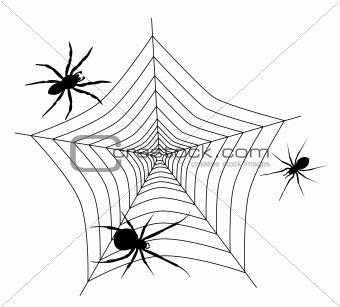 Spider web with three spiders