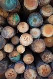 Timber log