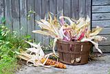 American Indian corn in a basket