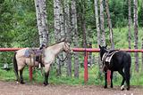 Trail horses