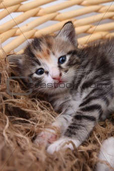 Newborn Kitten in a Basket