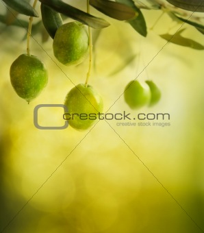 Olives design background