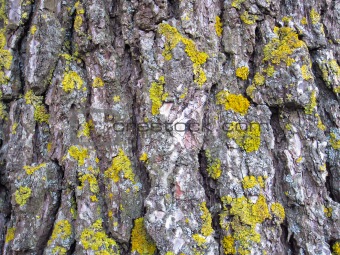 texture bark on the trunk of a tree 