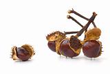 Branch with chestnuts