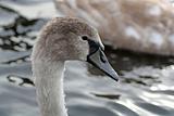 stunning swan