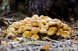 mushrooms Hypholoma
