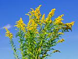 Goldenrod plant