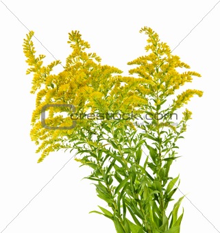 Goldenrod plant