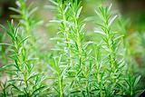 Rosemary herb plants