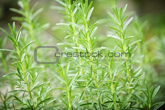 Rosemary herb plants