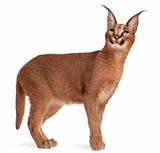 Caracal, Caracal caracal, 6 months old, in front of white background