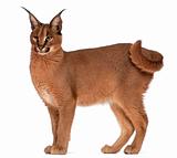 Caracal, Caracal caracal, 6 months old, in front of white background