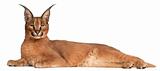 Caracal, Caracal caracal, 6 months old, lying in front of white background