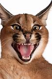 Close-up of Caracal hissing, Caracal caracal, 6 months old, in front of white background
