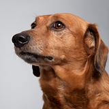Close-up of Mixed-breed dog, 9 years old, looking up in front of grey background