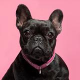 Close-up of French bulldog, 2 years old, wearing collar in front of pink background