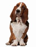 Basset Hound, 2 years old, sitting in front of white background