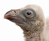 Close-up of Griffon Vulture, Gyps fulvus, 4 days old, in front of white background