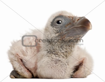 Griffon Vulture, Gyps fulvus, 4 days old, in front of white background