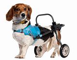 Paralyzed handicapped Basset ArtâÂ©sien Normand dog, 8 years old, in front of white background