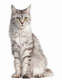 Maine Coon, 2 years old, sitting in front of white background