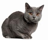 Chartreux cat, 10 months old, in front of white background
