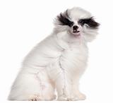 Chinese Crested Dog, 7 months old, with hair in the wind in front of white background