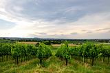 vineyards and fields in Bertinoro