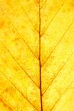 Close Up Showing Detail Of Autumn Leaf