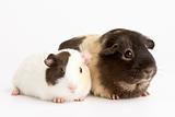 Two Guinea Pigs Against White Background
