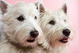 Two West Highland Terrier Dogs In Studio