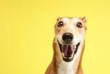 Portrait Of Pet Greyhound