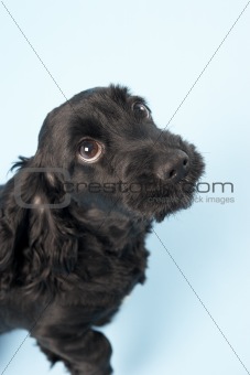 Black Spaniel Puppy In Studio