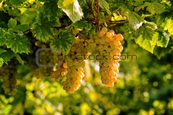 cluster of grape