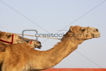 Camel Racing In Dubai