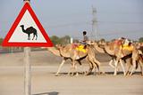 Beware Of Camel Sign In Dubai