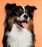Close-up of Australian Shepherd, 2 years old, in front of orange background