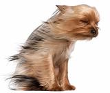 Yorkshire Terrier with hair in the wind, 1 year old, sitting in front of white background