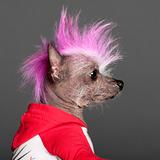 Close-up of Chinese Crested Dog with pink mohawk, 4 years old, in front of grey background