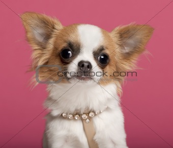 Close-up of Chihuahua wearing diamond collar, 7 months old, in front of pink background