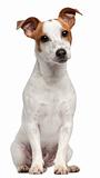 Jack Russell Terrier, 10 months old, sitting in front of white background
