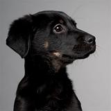 Close-up of Mixed-breed puppy, 3 months old, in front of grey background