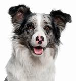 Close-up of Border Collie, 11 months old, in front of white background