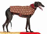 Galgo Espanol, 3 years old, standing on table and wearing coat in front of white background