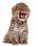 Amur leopard cub yawning, Panthera pardus orientalis, 6 weeks old, in front of white background